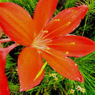 Image of George lily, Scarborough lily