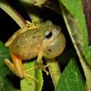 Image of Pristimantis llojsintuta (Köhler & Lötters 1999)