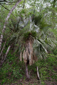 Image of Trithrinax schizophylla Drude