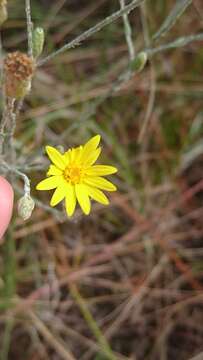 Image de Pityopsis graminifolia var. tracyi (Small) J. C. Semple