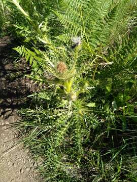 Image of meadow thistle