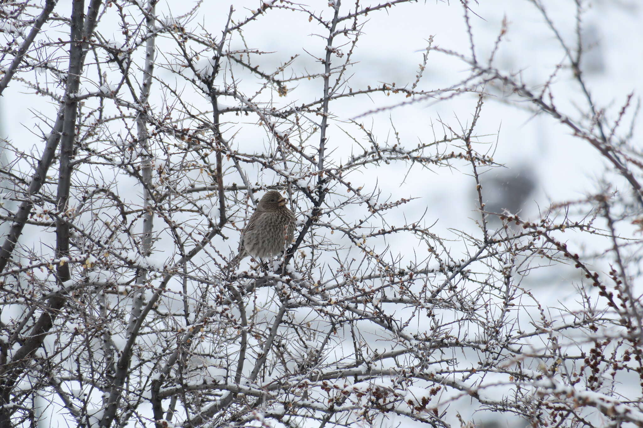 Image of Great Rosefinch