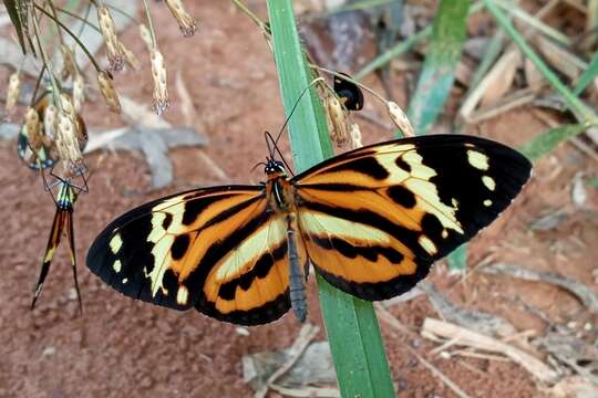 Imagem de Tithorea harmonia pseudethra Butler 1873