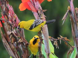 Image of Icterus nigrogularis nigrogularis (Hahn 1819)