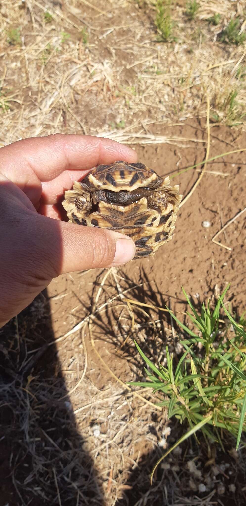 Image of Serrated Tortoise