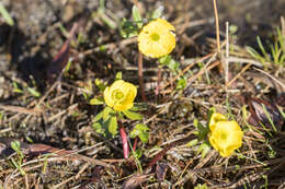 Image of snow buttercup