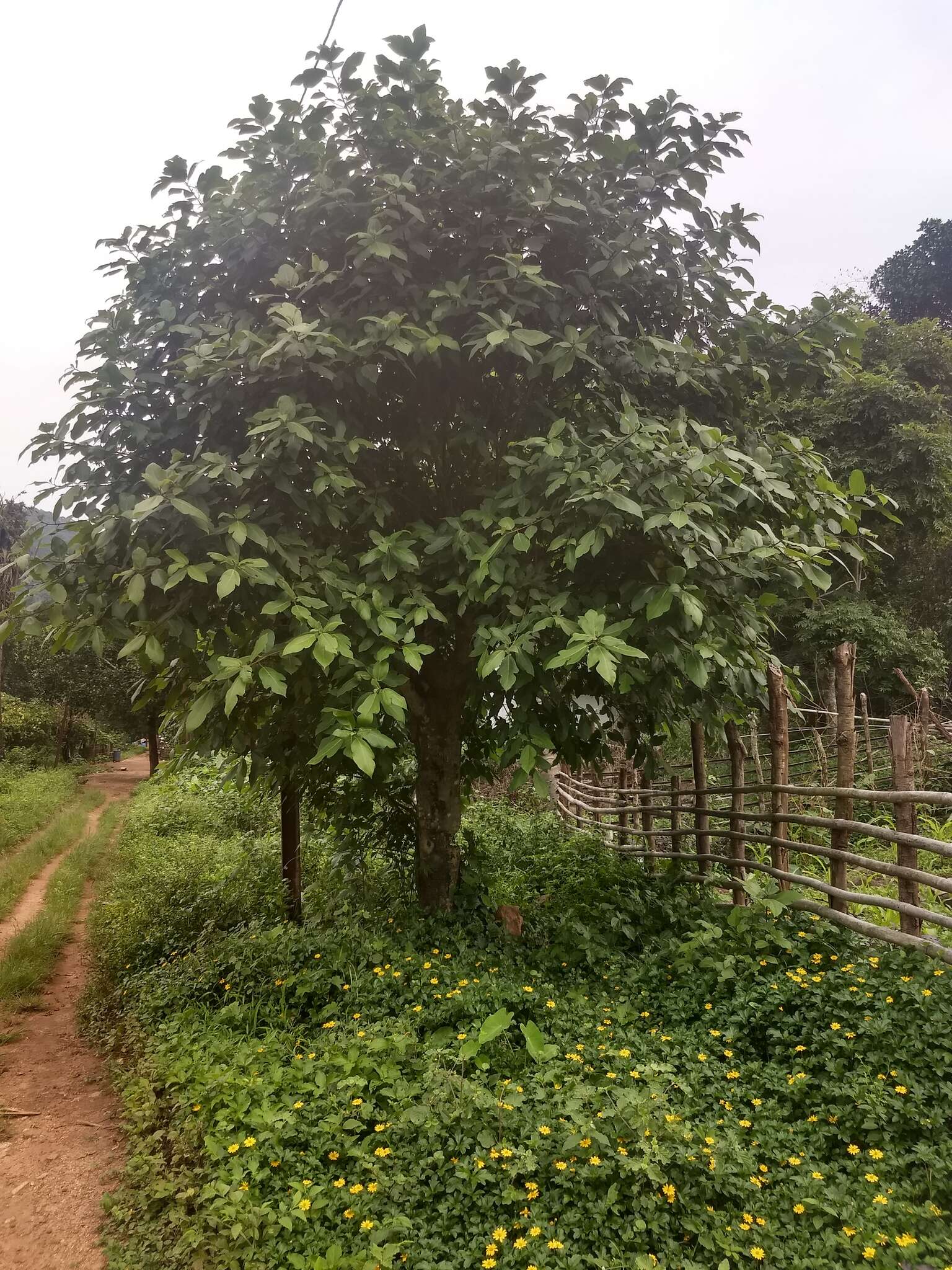 Image de Ficus exasperata Vahl