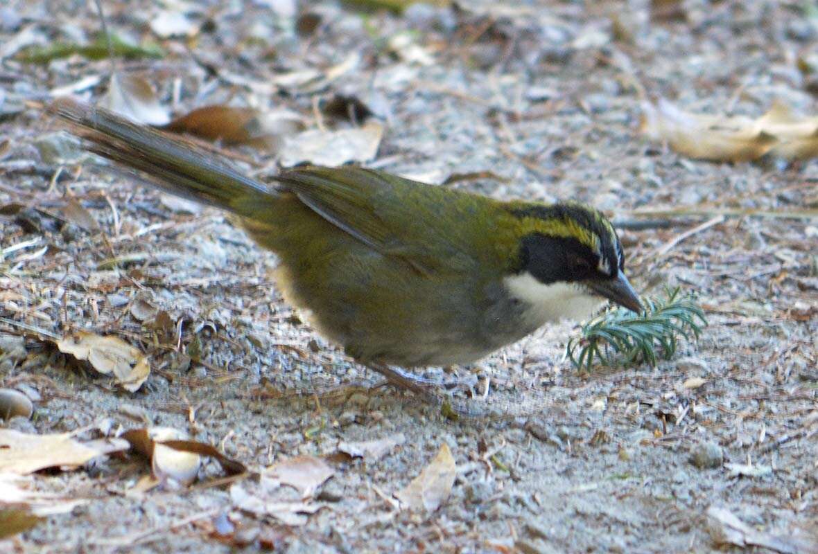 Image of Green-striped Brush Finch