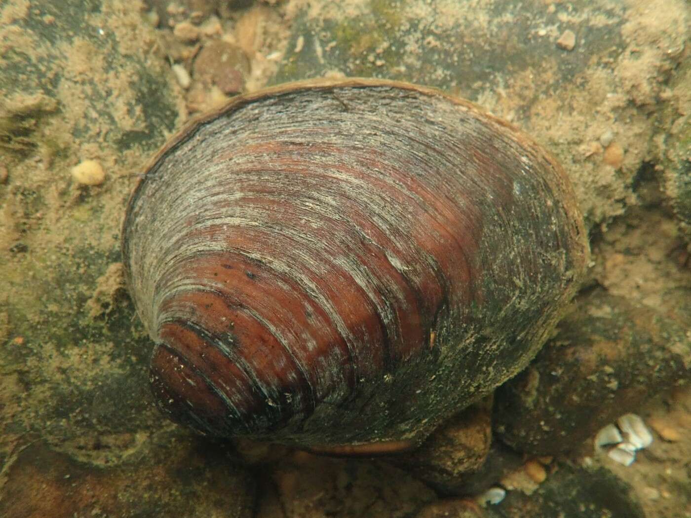 Image of Round Pigtoe