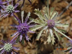 Image de Eryngium hookeri Walp.