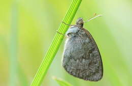 Image of Swiss Brassy Ringlet