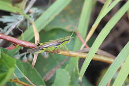 Image of Ognevia longipennis (Shiraki 1910)