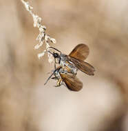 Imagem de Empis borealis Linnaeus 1758