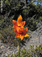 Image of Chloraea nudilabia Poepp.