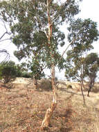 Image of Pink Gum