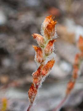 Image of Drosera scorpioides Planch.