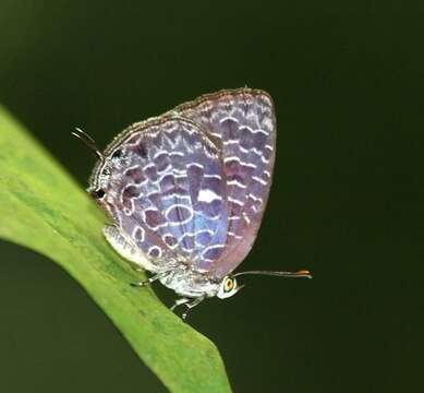 Image of Arhopala ammon (Hewitson 1862)