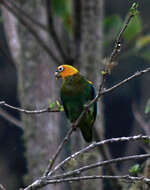 Image of Saffron-headed Parrot