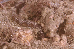 Image of Girdled pipefish