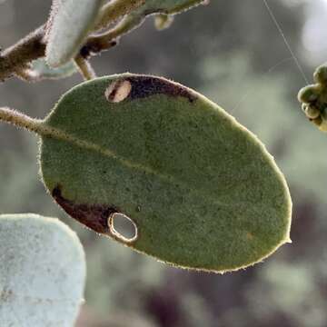 Image de Coptodisca arbutiella Busck 1904