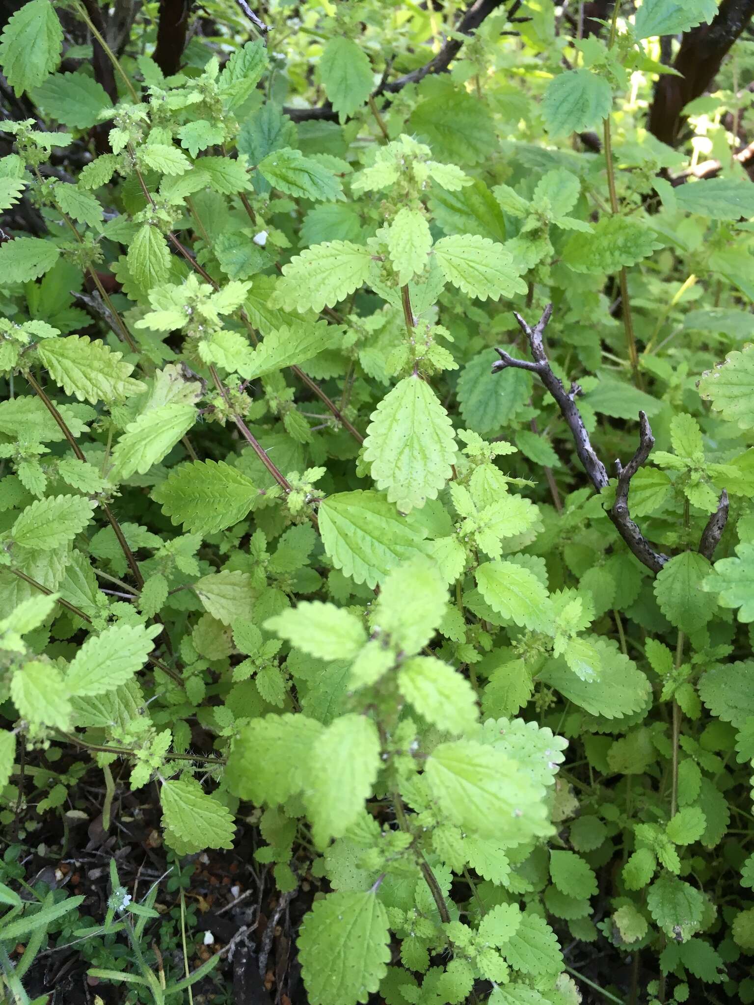 Image of stingingnettle