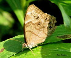 Image of Lethe anthedon (A. Clark 1936)