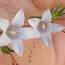 Sivun Wahlenbergia fruticosa Brehmer kuva