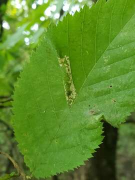 Phyllonorycter obscuricostella (Clemens 1859)的圖片