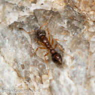 Image of Ant