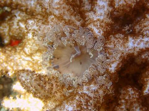 Image of night anemone