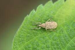 Plancia ëd Phyllobius (Diallobius) incomptus Sharp 1896