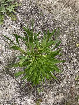 Слика од Scaevola repens de Vriese