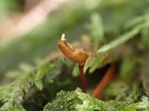 Image of Green shield moss