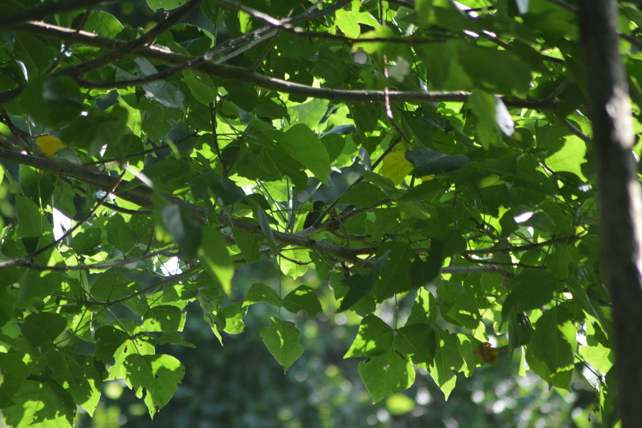 Image of Streaked Xenops