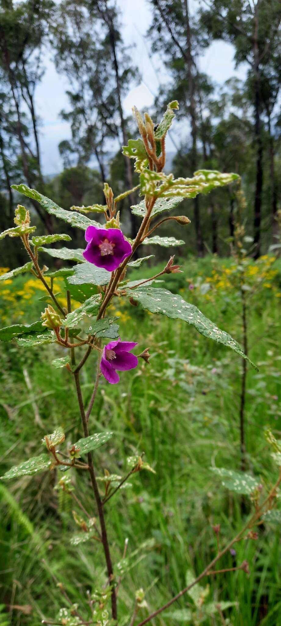 Sivun Howittia trilocularis F. Müll. kuva