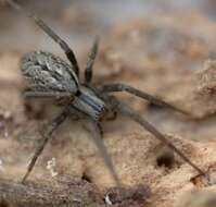 Image of Cambridgea inaequalis Blest & Vink 2000