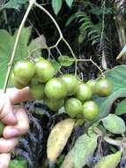 Image of Solanum juglandifolium Humb. & Bonpl. ex Dun.