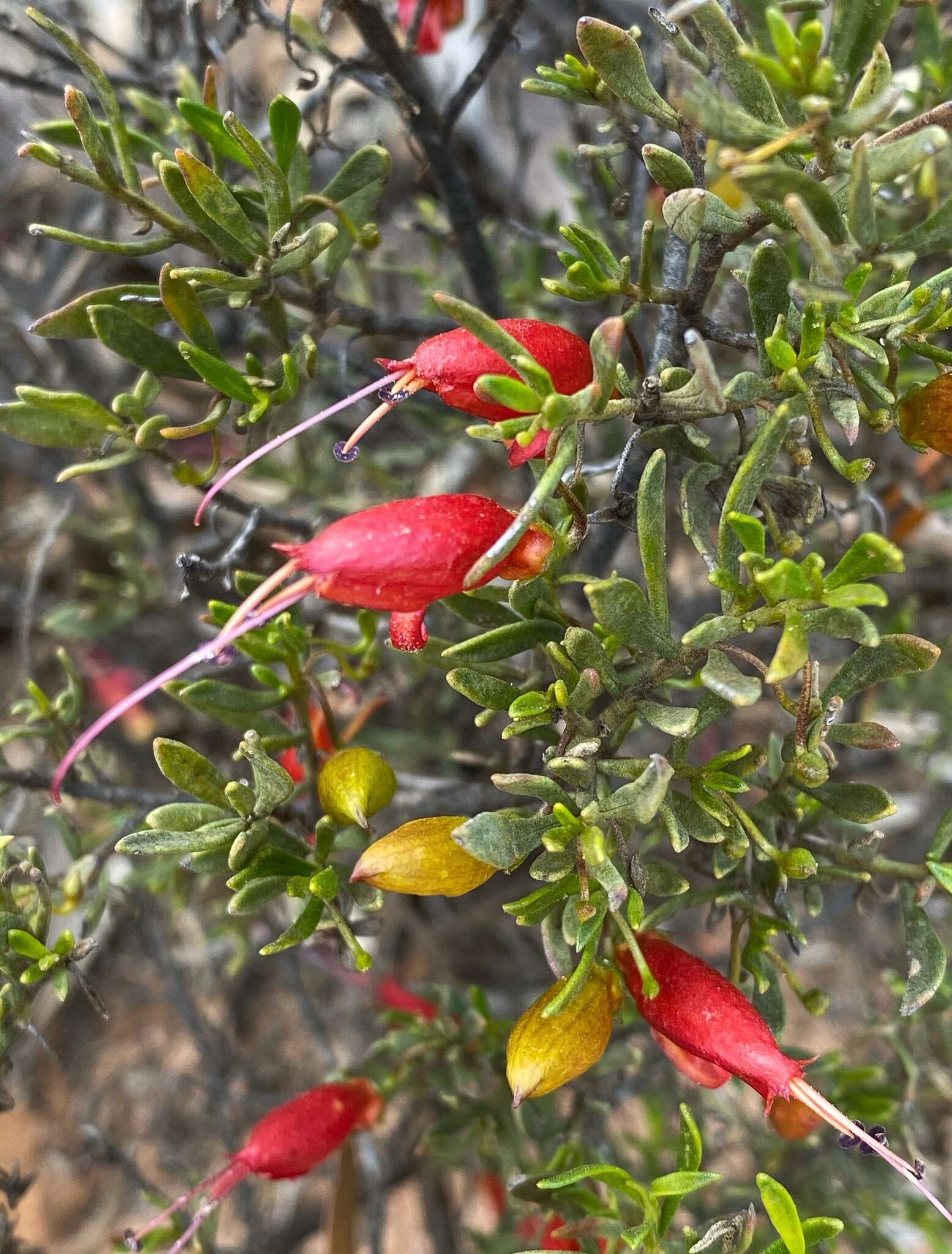 صورة Eremophila decipiens Ostenf.