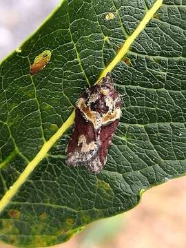 Image of Acleris hastiana Linnaeus 1758