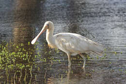 Imagem de Platalea flavipes Gould 1838