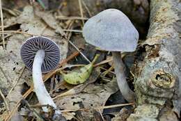 Image of Cortinarius perviolaceus Murrill 1946