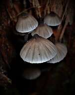 Image of Mycena yuulongicola Grgur. 2003