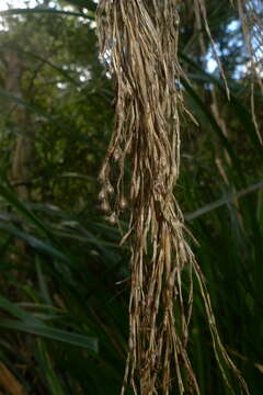 Image of Gahnia xanthocarpa (Hook. fil.) Hook. fil.