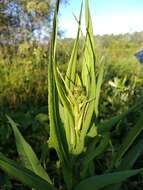 Image of marsh sow-thistle