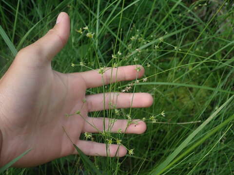 Image of Woodland Rush