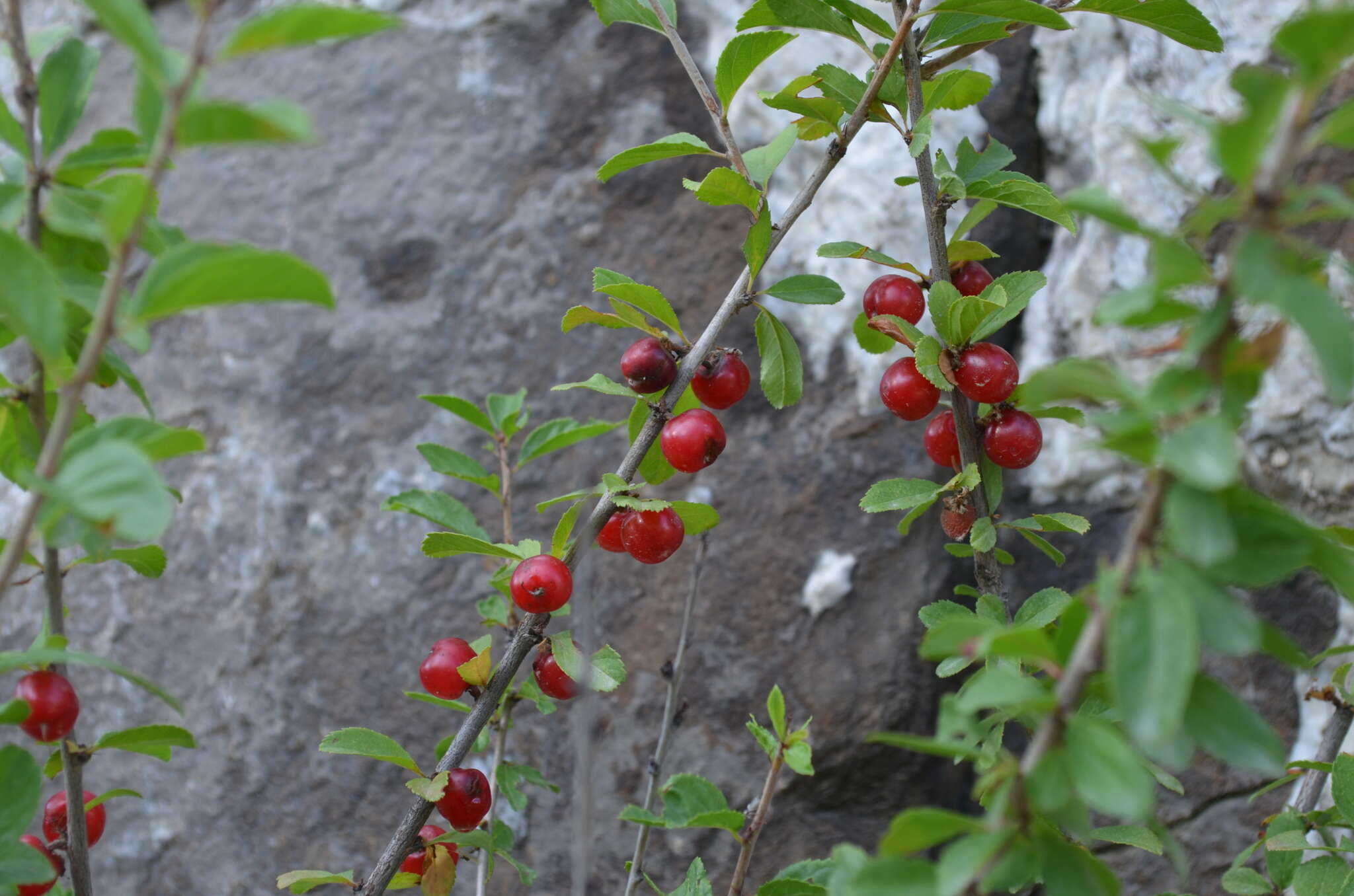 Image of Prunus prostrata var. concolor (Boissier) Lipsky