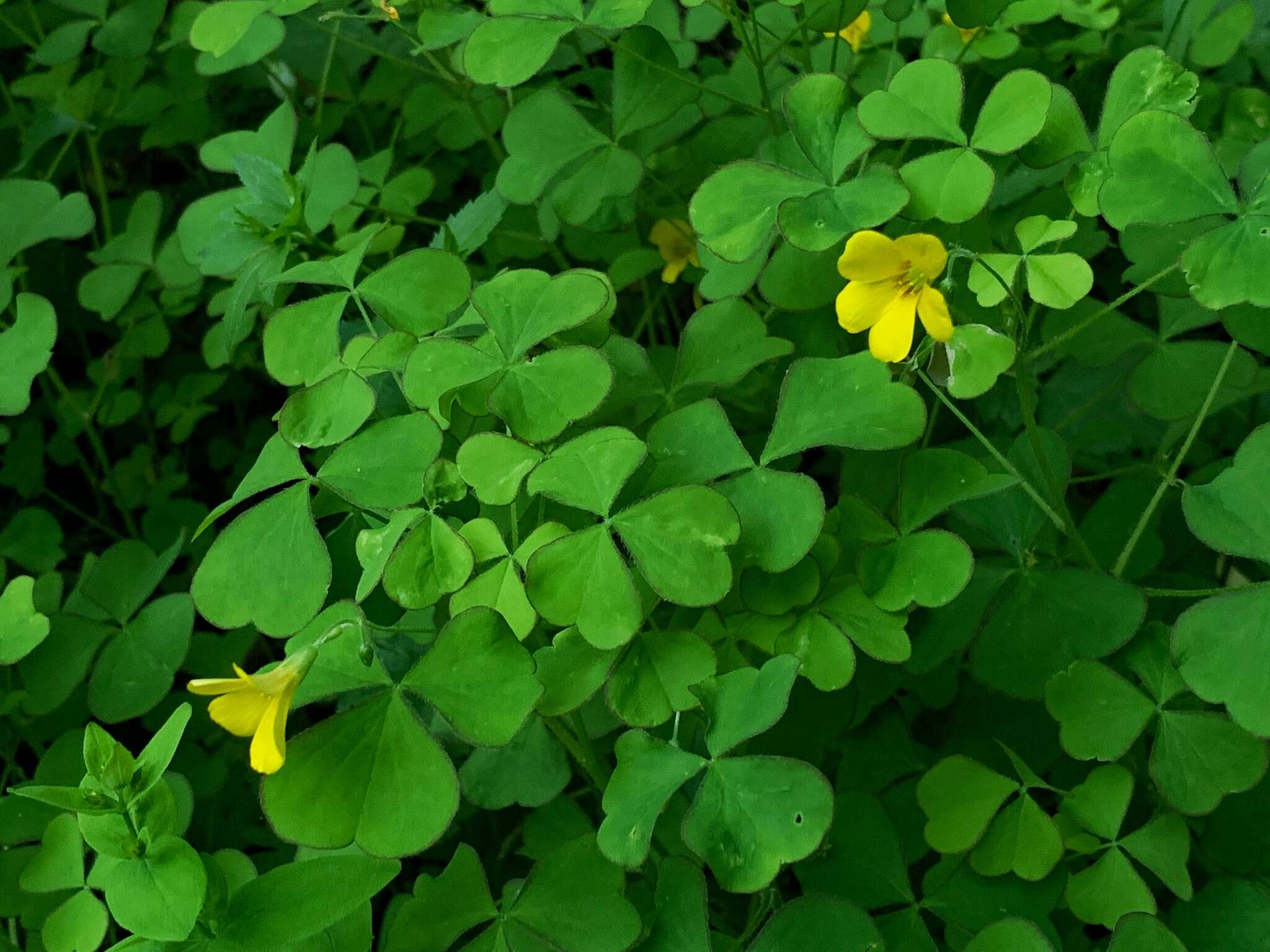 Sivun Oxalis grandis Small kuva