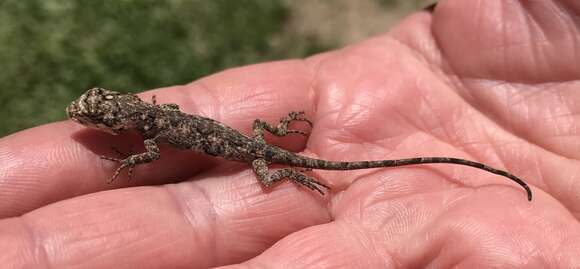 Image of Steppe iguanas