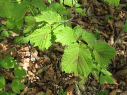 Image of Siberian hazelnut