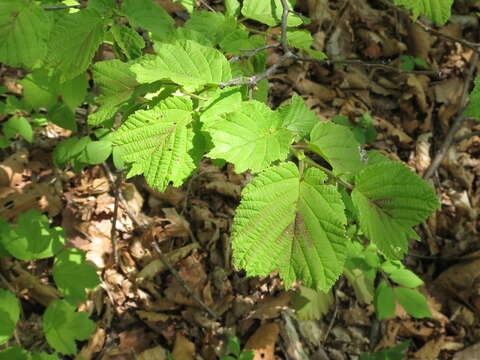 Plancia ëd Corylus heterophylla Fisch. ex Trautv.